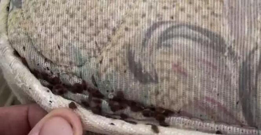 香蕉视频网址分享：劣质香蕉福利视频导航危害多